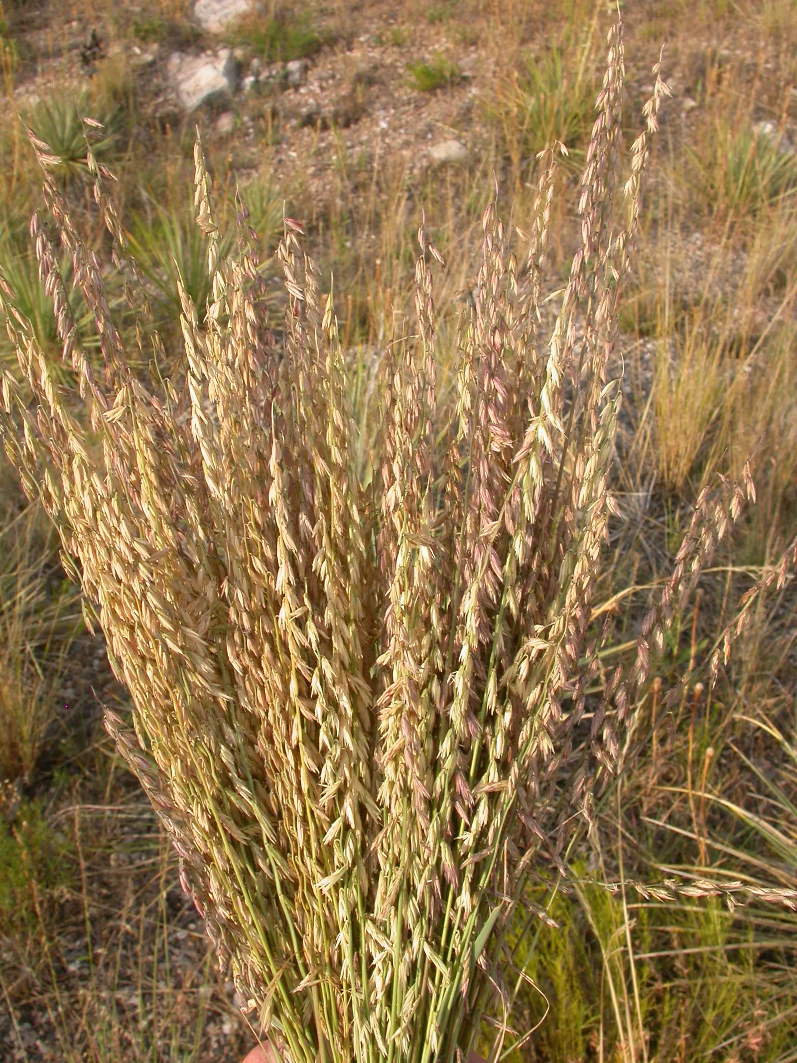 Side Oats Grama (Bouteloua Curtipendula) — Characterized by its unique