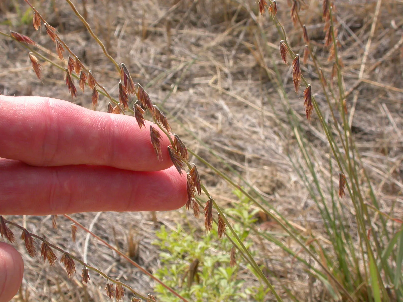 Side Oats Grama (Bouteloua Curtipendula) — grass / perennial for full