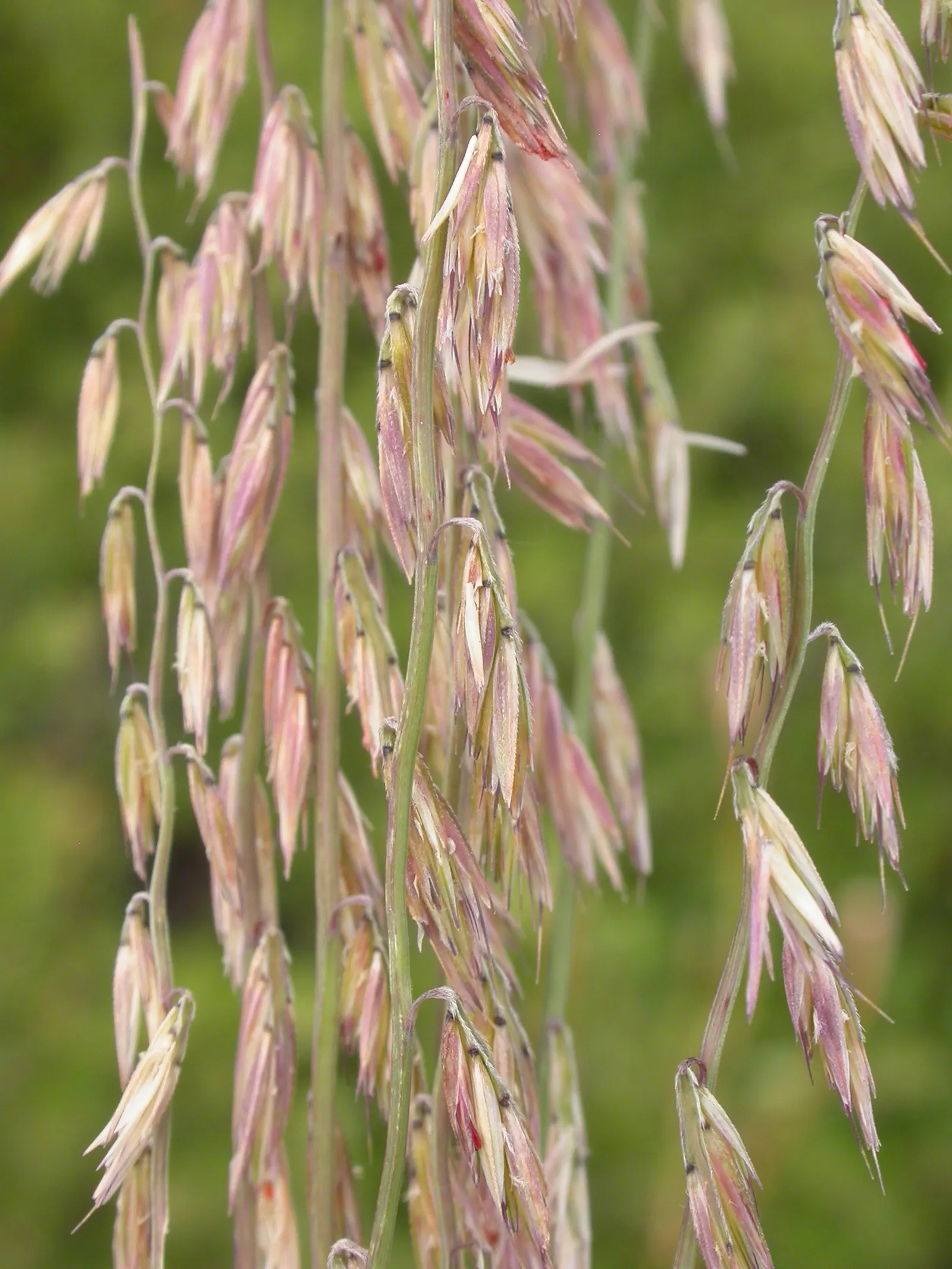 Side Oats Grama (Bouteloua Curtipendula) — scientifically known as Bouteloua curtipendula