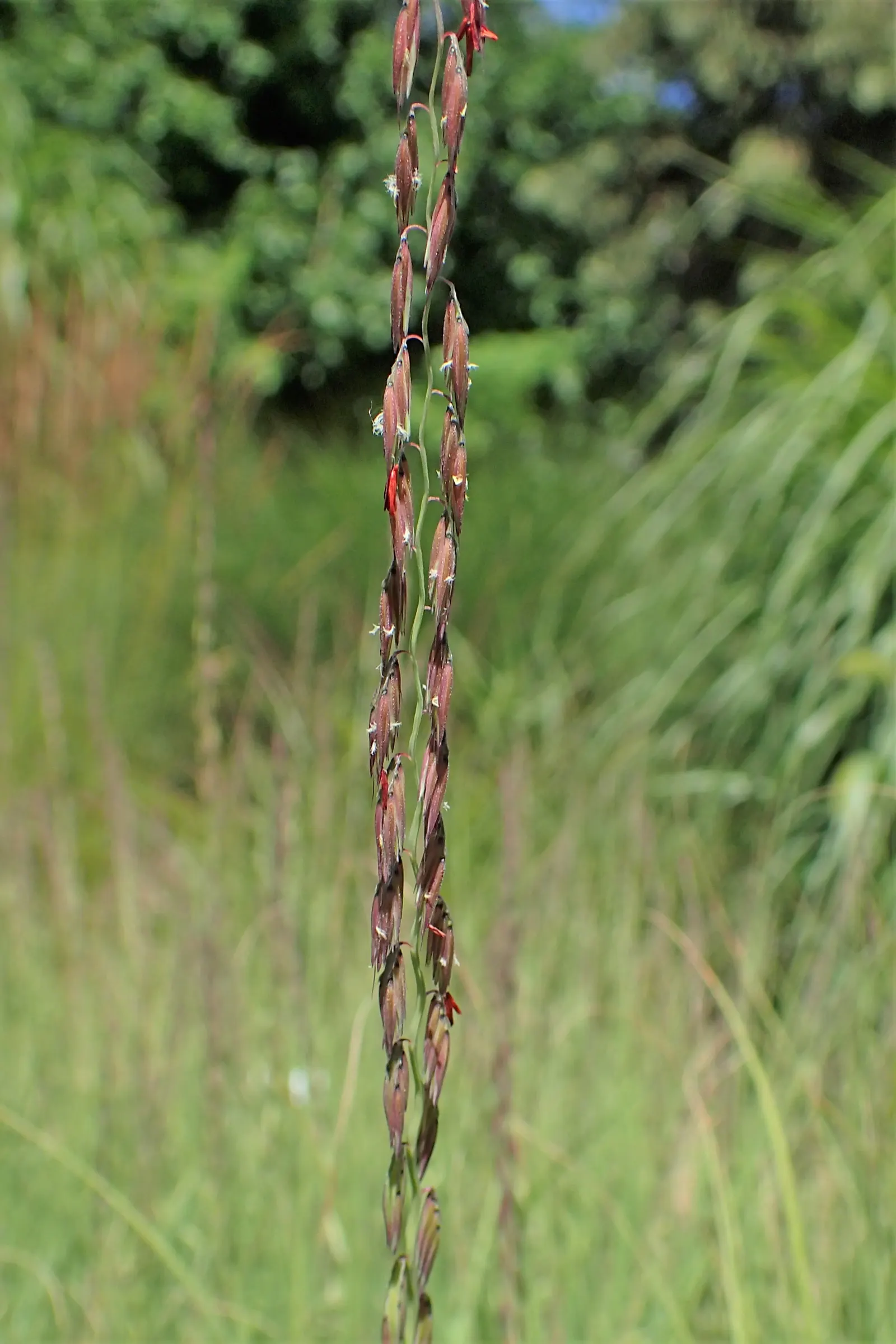 Side Oats Grama (Bouteloua Curtipendula) — Side Oats Grama is highly drought-tolerant