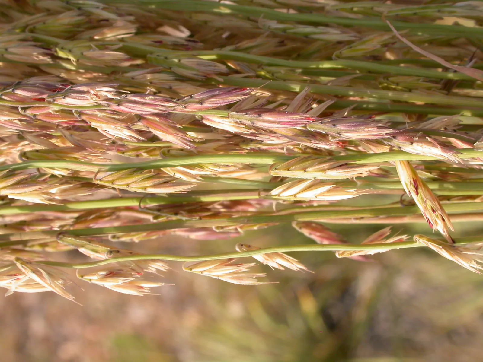 Side Oats Grama (Bouteloua Curtipendula) — Side Oats Grama (Bouteloua curtipendula); recognized by distinctive