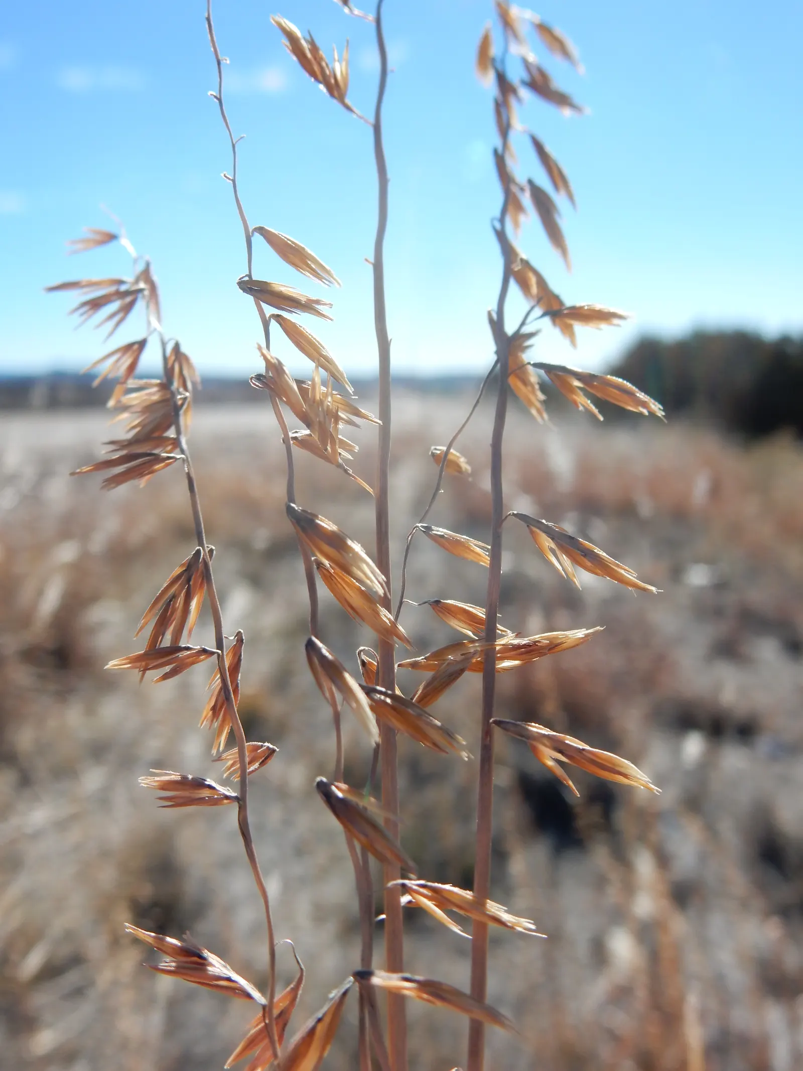 Side Oats Grama (Bouteloua Curtipendula) — is an ornamental grass that presents both an aesthetic appeal and ecological benefits to your landscape design; side