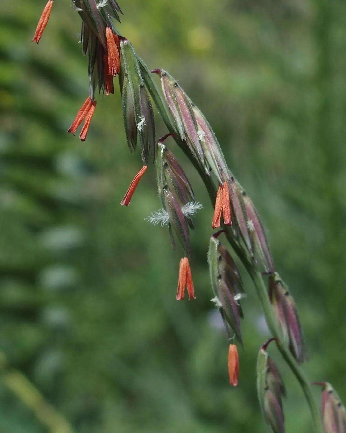 Side Oats Grama (Bouteloua Curtipendula) — making it a versatile choice for various climate conditions