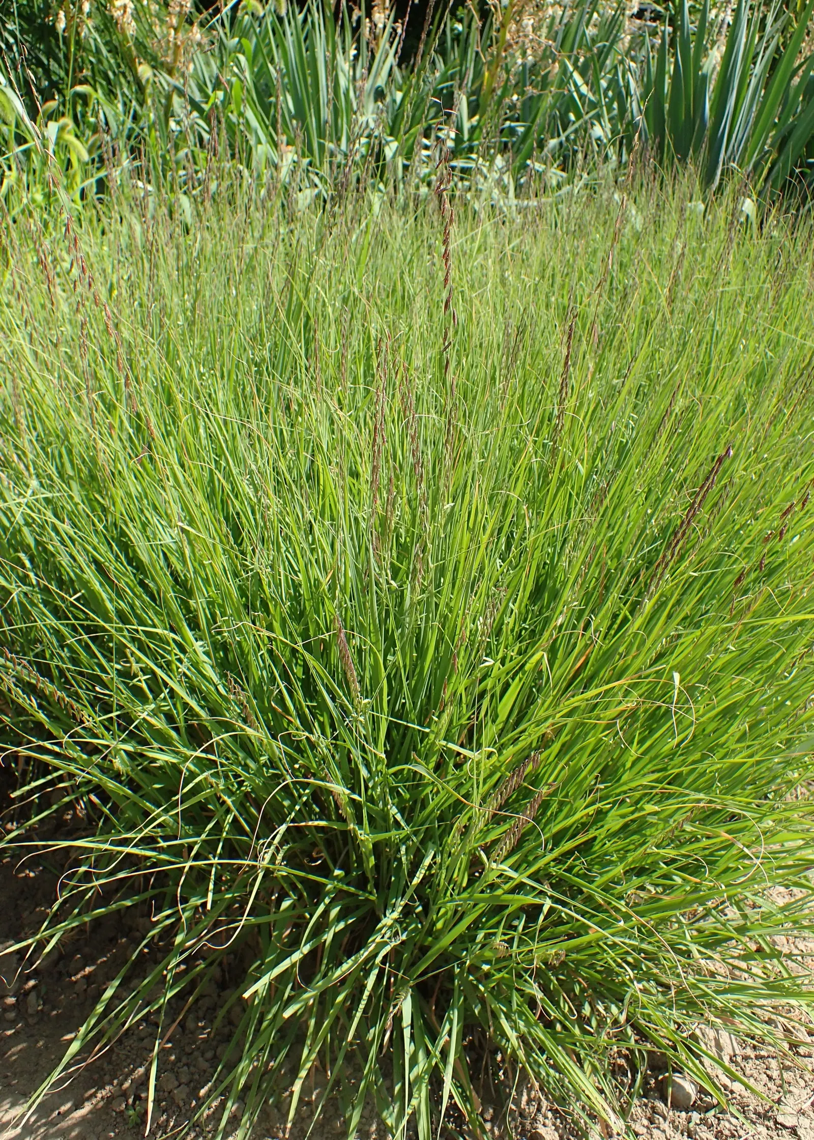 Side Oats Grama (Bouteloua Curtipendula) — Characterized by its unique; with a deep and extensive root system, it can also help control erosion on slopes or