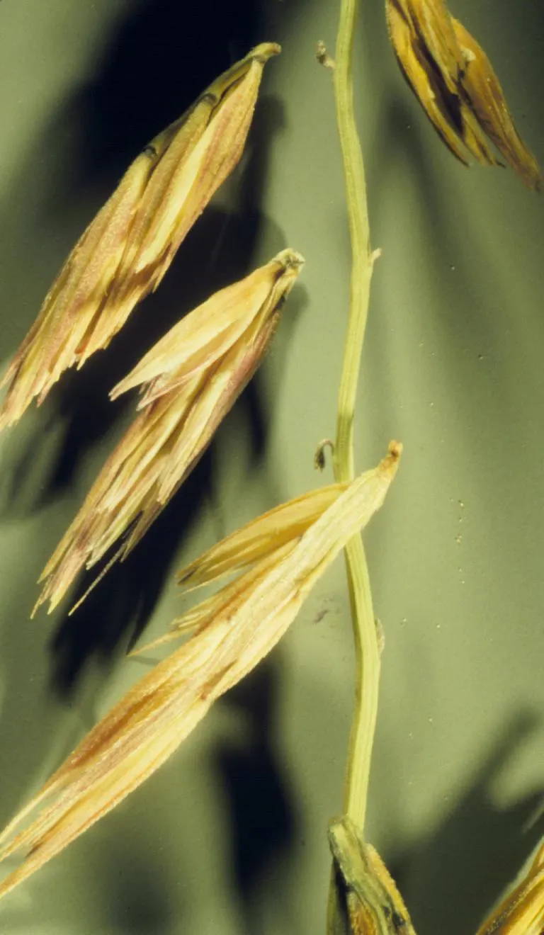 Side Oats Grama (Bouteloua Curtipendula) — Side Oats Grama (Bouteloua curtipendula)
