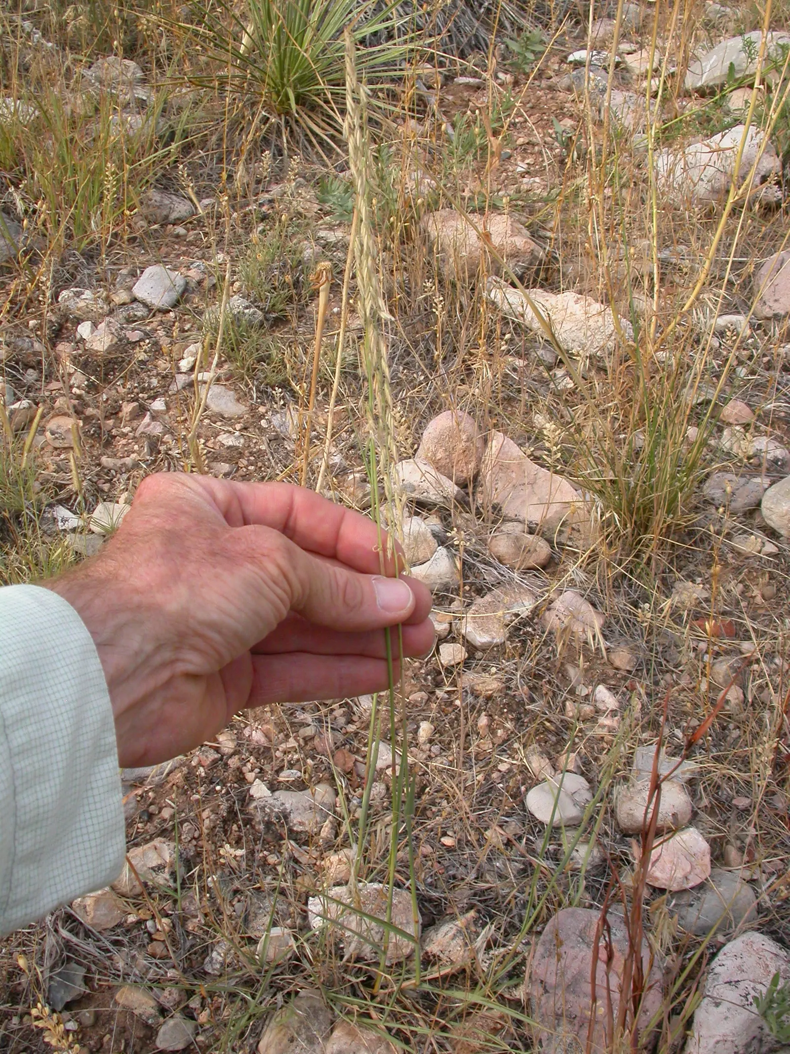 Side Oats Grama (Bouteloua Curtipendula) — scientifically known as Bouteloua curtipendula; is an ornamental grass that presents both an aesthetic appeal and