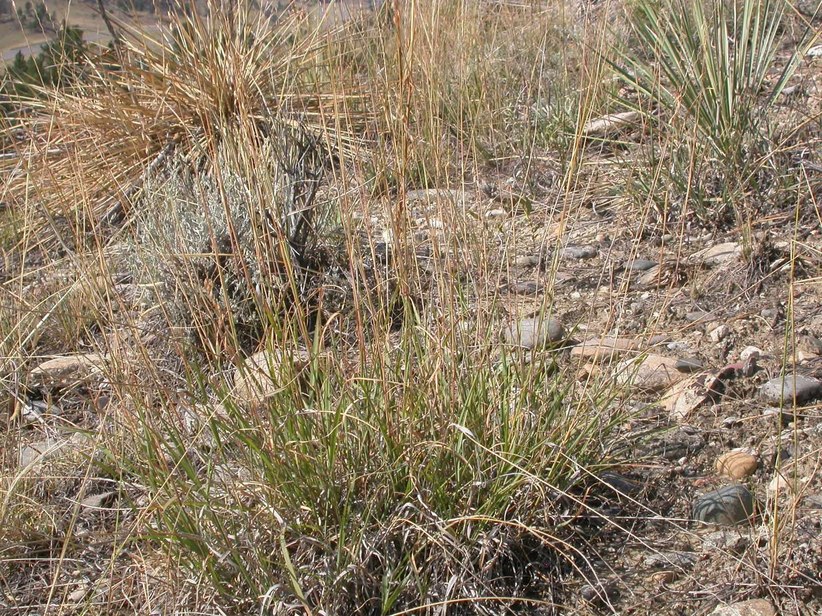 Side Oats Grama (Bouteloua Curtipendula) — it thrives in full sun and well-drained soils