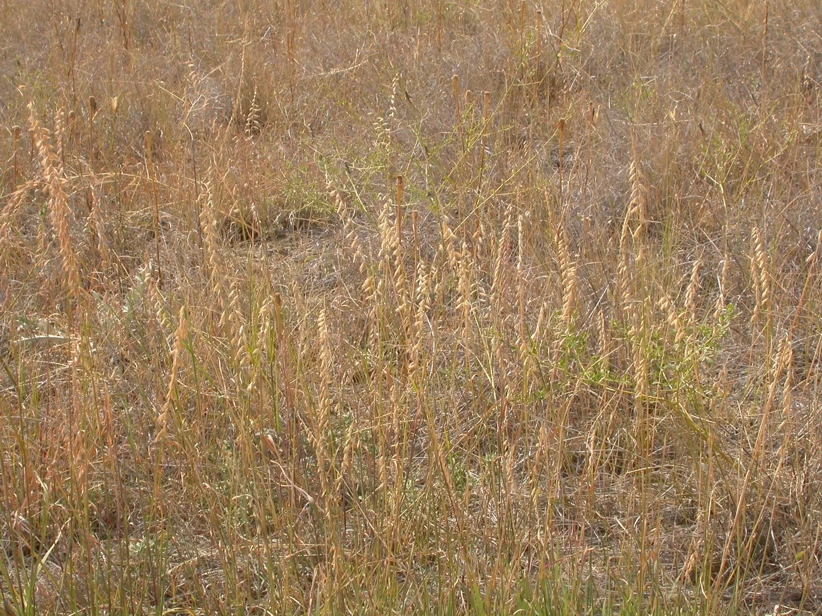 Side Oats Grama (Bouteloua Curtipendula) — with a similar spread.<br><br>This North American native grass thrives in USDA hardiness zones 3 through 9