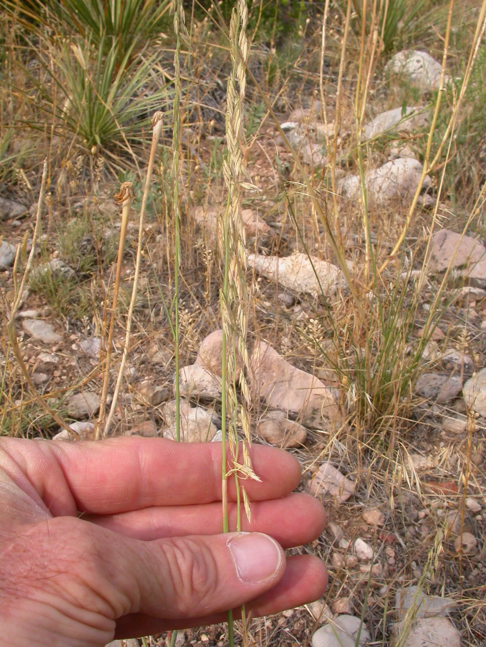 Side Oats Grama (Bouteloua Curtipendula) — Recognized by distinctive