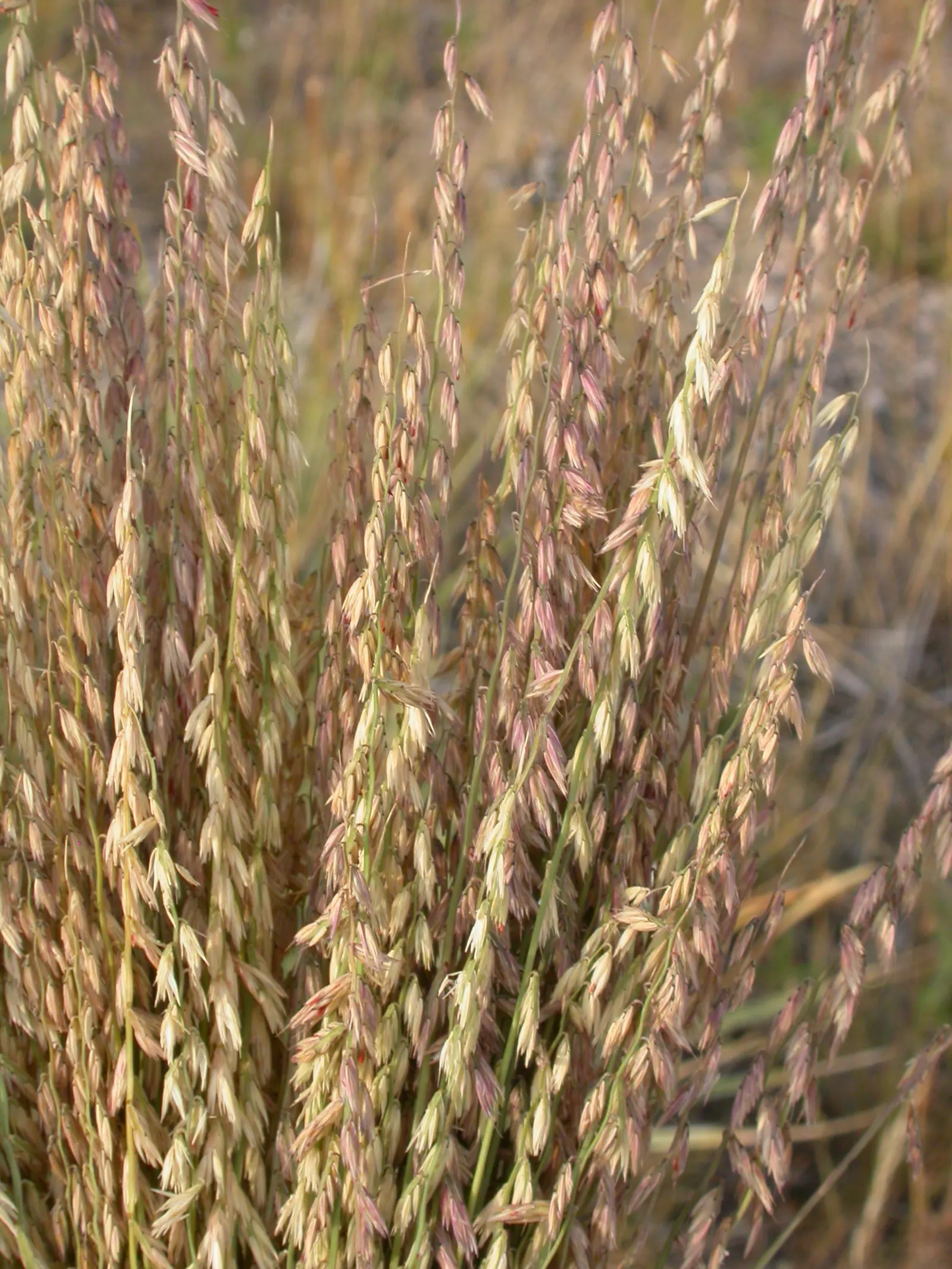 Side Oats Grama (Bouteloua Curtipendula) — requiring minimal supplemental watering