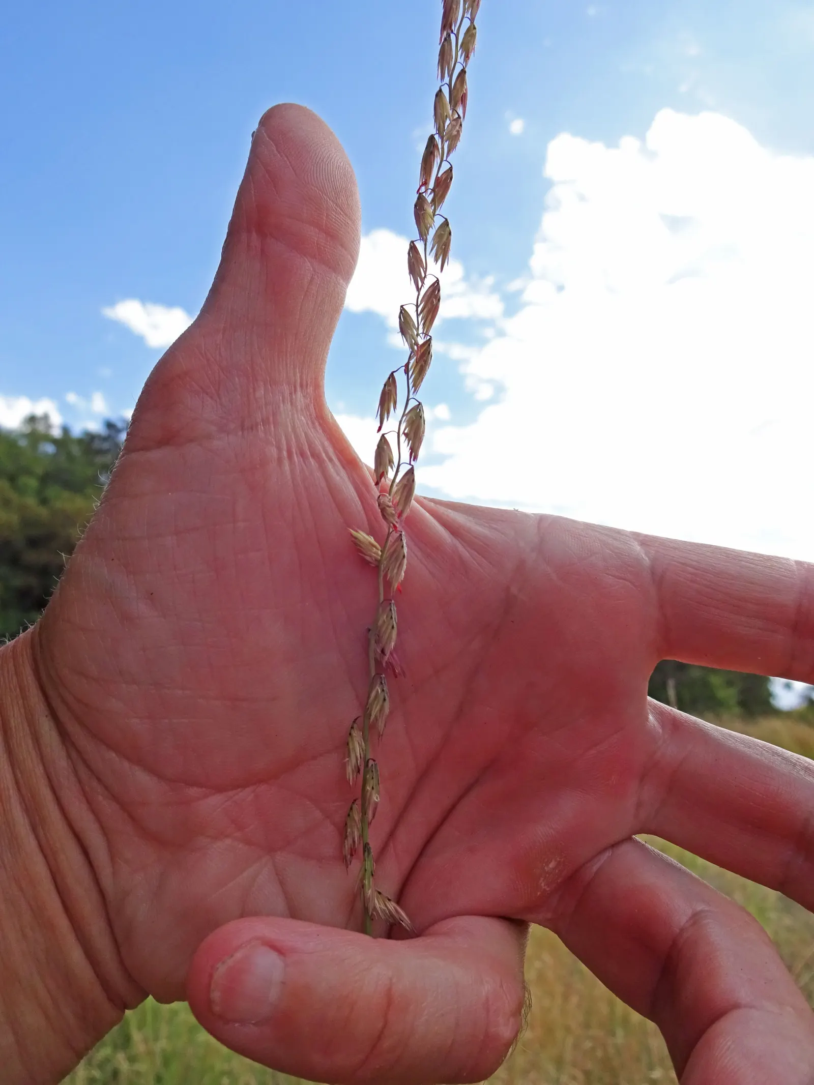 Side Oats Grama (Bouteloua Curtipendula) — ideal for naturalistic and water-wise landscapes; oat-like seed spikes dangling along one side of its stems