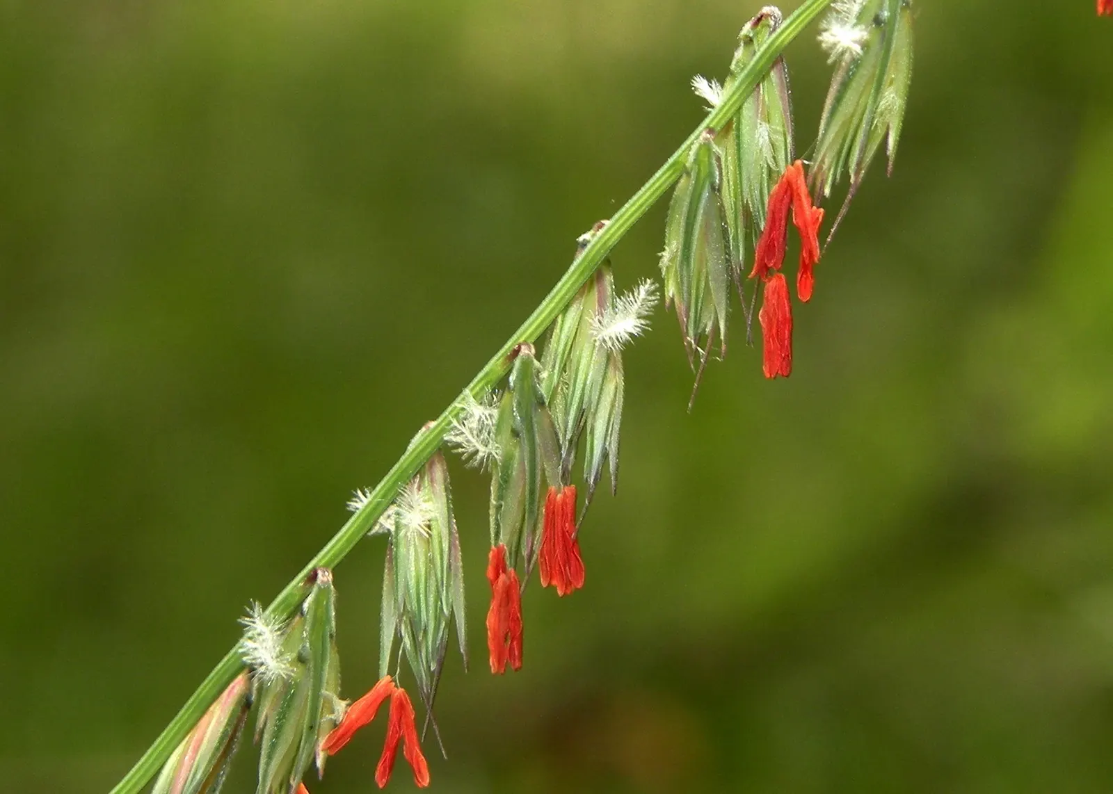 Side Oats Grama (Bouteloua Curtipendula) — grass / perennial with purple blooms
