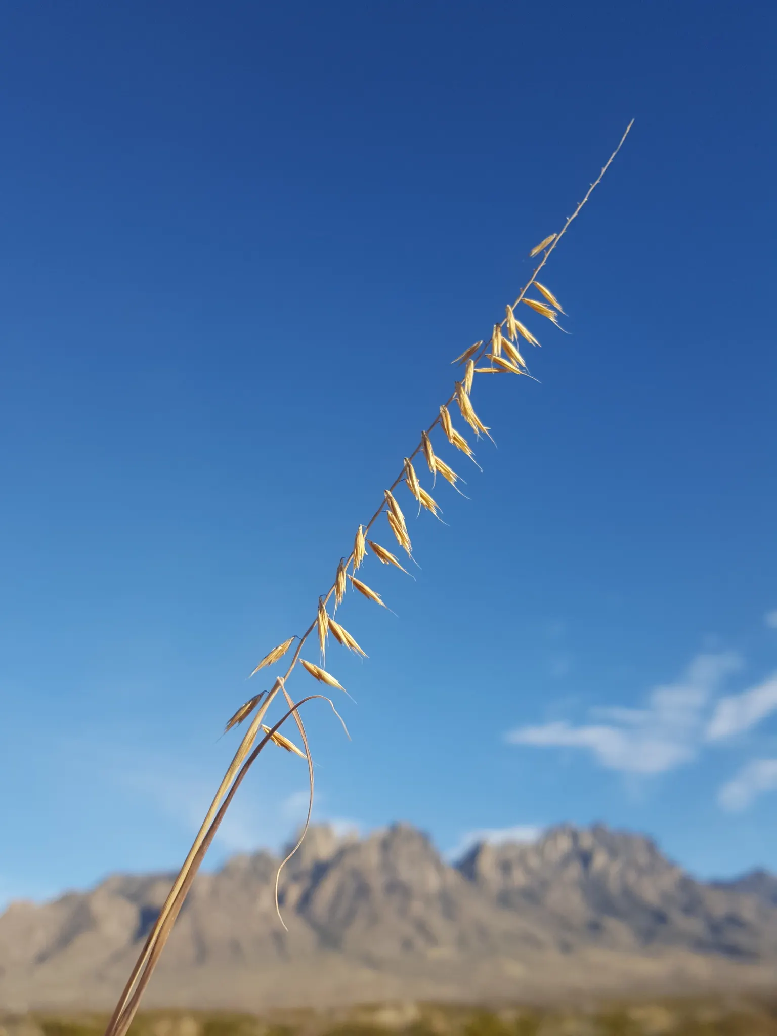 Side Oats Grama (Bouteloua Curtipendula) — the grass produces reddish-purple flowers