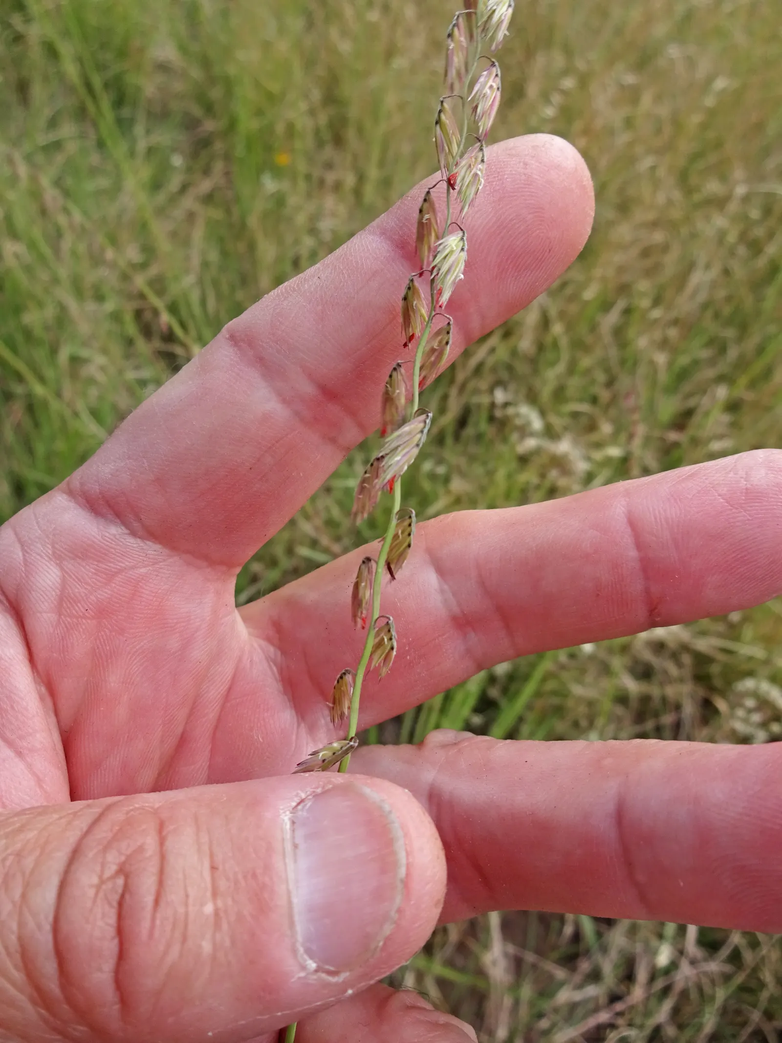 Side Oats Grama (Bouteloua Curtipendula) — it thrives in full sun and well-drained soils; this ornamental grass adds a fine-textured