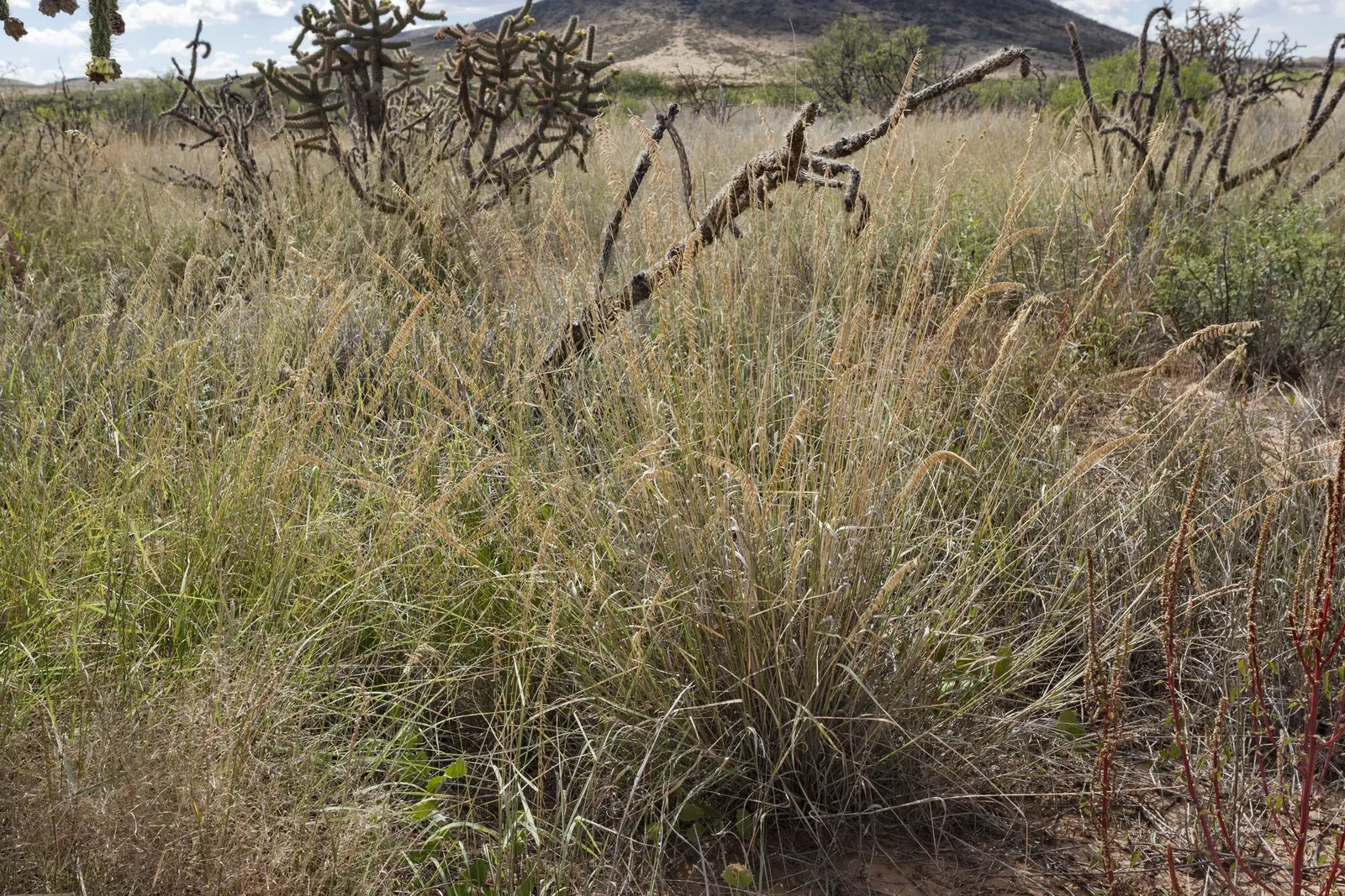 Side Oats Grama (Bouteloua Curtipendula) — stands 2-3 feet tall with a spread of 1-2 feet