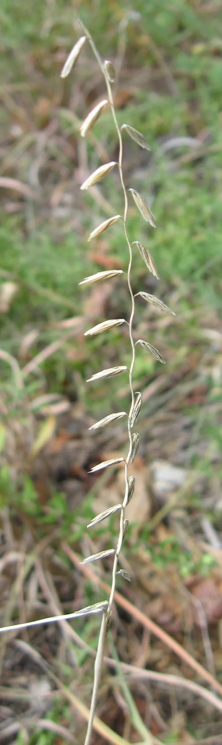 Side Oats Grama (Bouteloua Curtipendula) — providing year-round visual interest