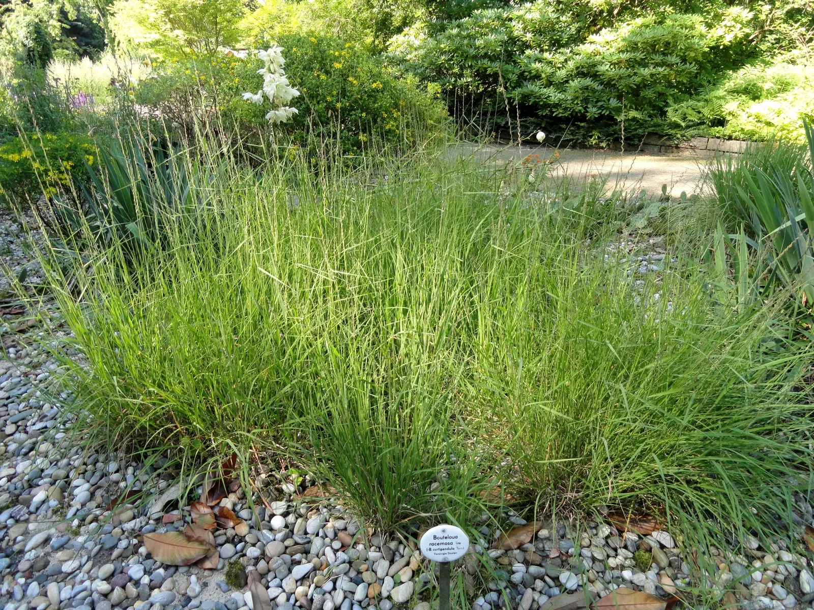 Side Oats Grama (Bouteloua Curtipendula) — this perennial grass stands approximately 2 to 3 feet tall at maturity