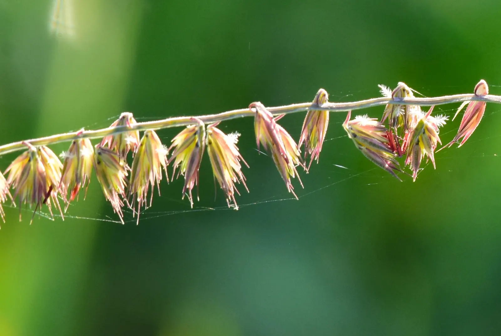 Side Oats Grama (Bouteloua Curtipendula) — ideal for naturalistic and water-wise landscapes