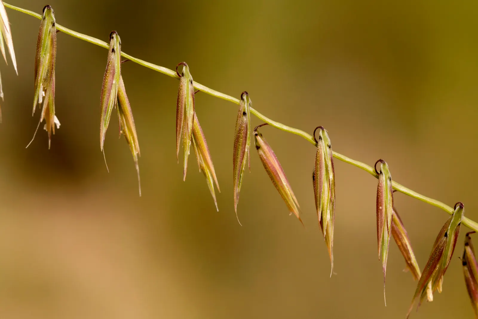 Side Oats Grama (Bouteloua Curtipendula) — and wildlife-friendly landscape