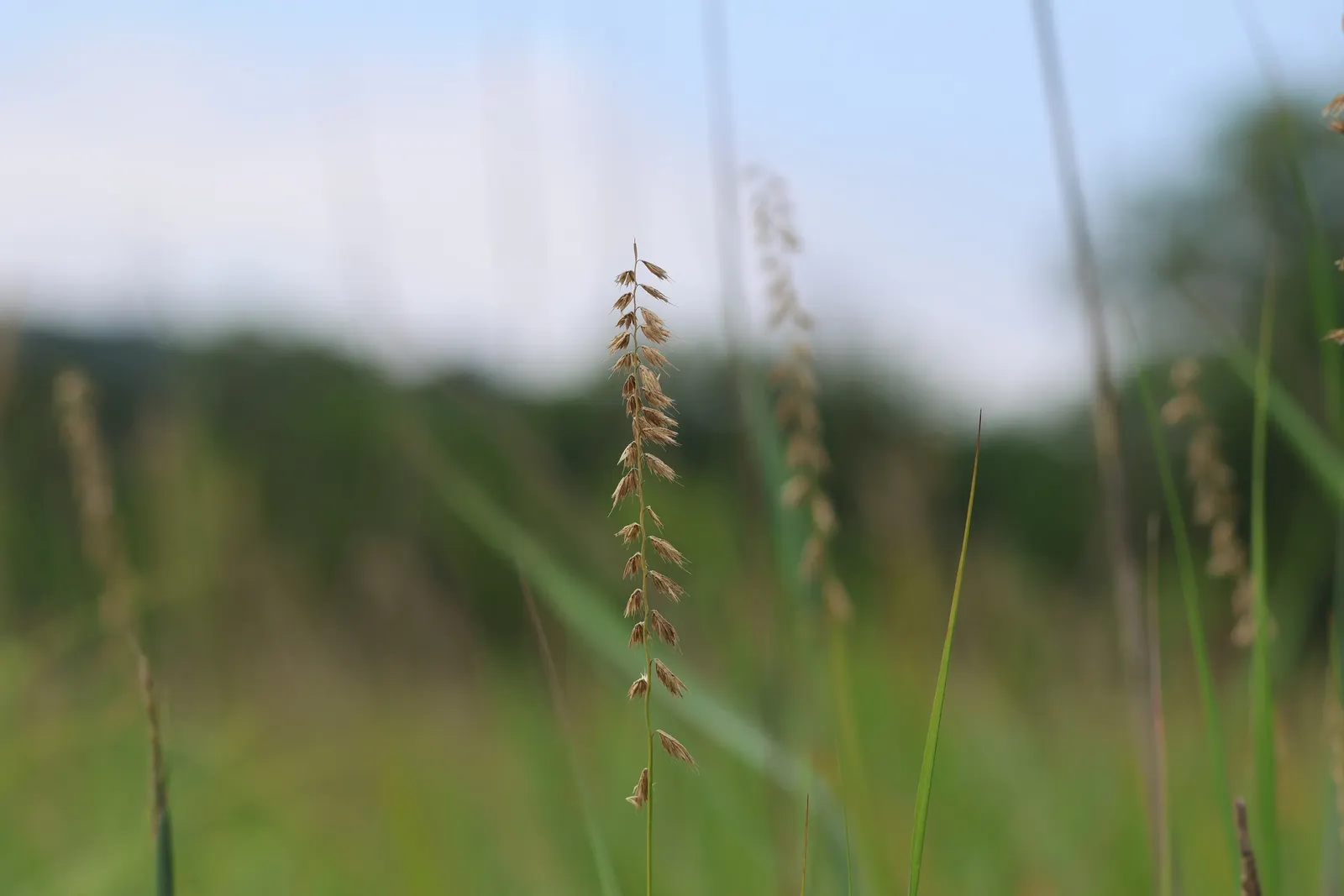 Side Oats Grama (Bouteloua Curtipendula) — is an ornamental grass that presents both an aesthetic appeal and ecological benefits to your landscape design