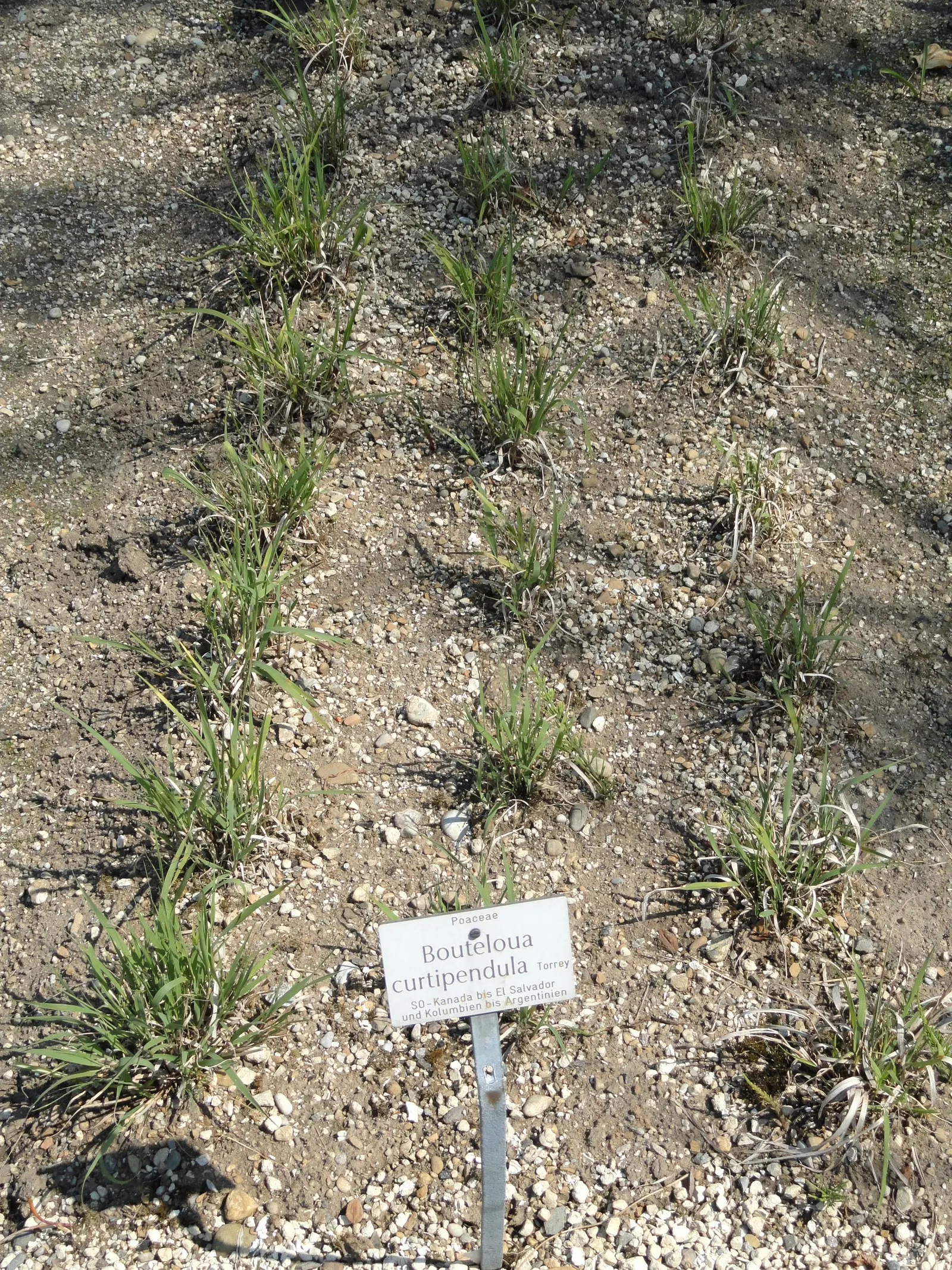 Side Oats Grama (Bouteloua Curtipendula) — reddish-purple hue in summer turning tan in fall