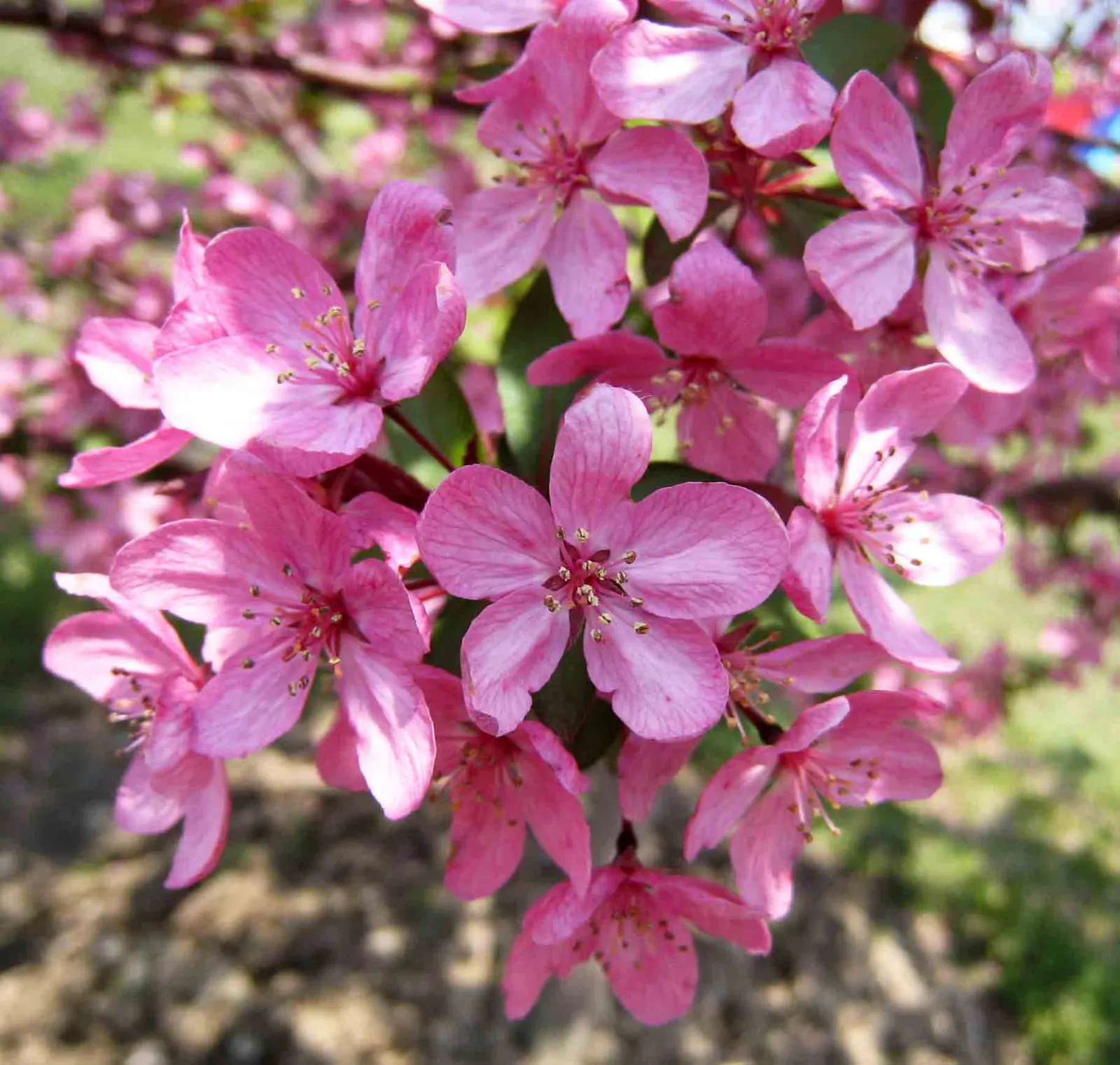 Prairie Fire Crabapple (Malus 'Prairie Fire') — is a deciduous tree prized for its vibrant spring blossoms and fall foliage