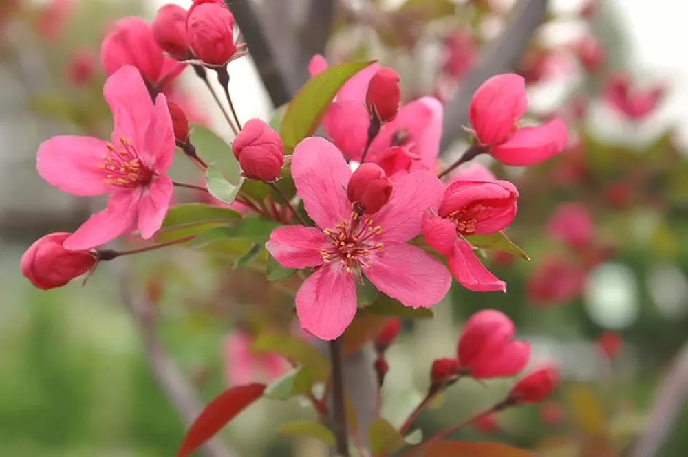 Prairie Fire Crabapple (Malus 'Prairie Fire') — Growing to 20 feet tall and wide