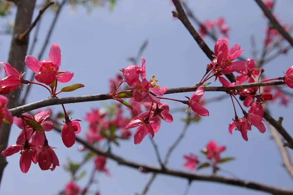 Prairie Fire Crabapple (Malus 'Prairie Fire') — Its leaves emerge purple, maturing to a rich green
