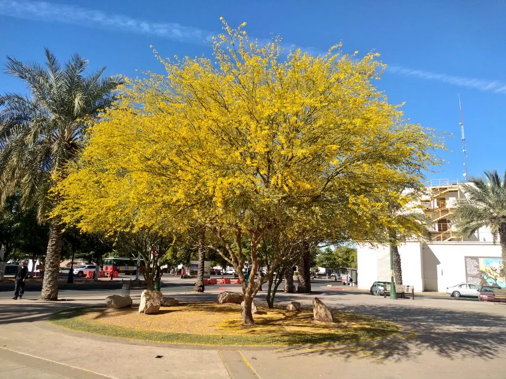 Mexican Palo Verde (Parkinsonia Aculeata) — it provides a distinctive silhouette; spreading crown of feathery leaves - each leaf extending up to 12, image 95