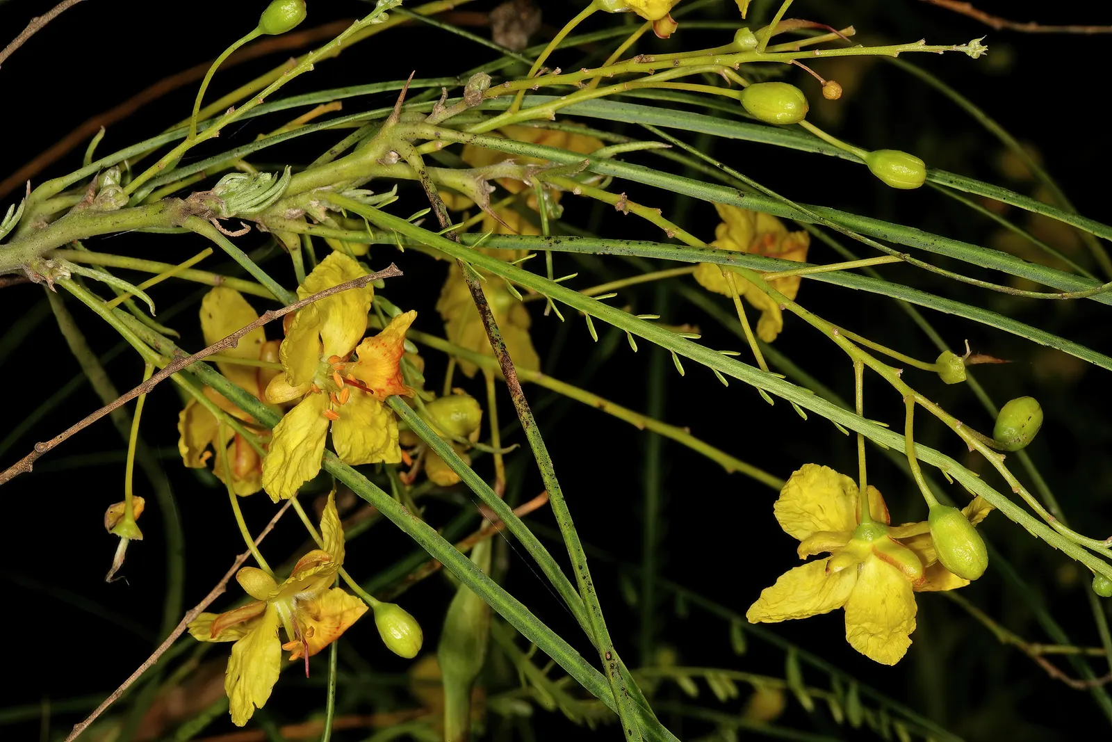 Mexican Palo Verde (Parkinsonia Aculeata) — Quick-growing, it thrives in zones 9 to 11, preferring full sun and well-draining soil; once established, the tree