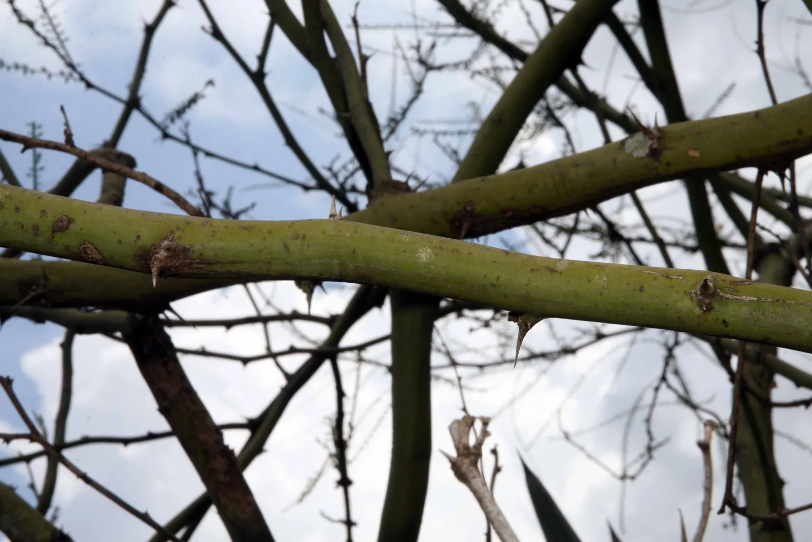 Mexican Palo Verde (Parkinsonia Aculeata) — Its minimal leaf litter and drought tolerance make it ideal for xeriscaping and low-maintenance landscapes