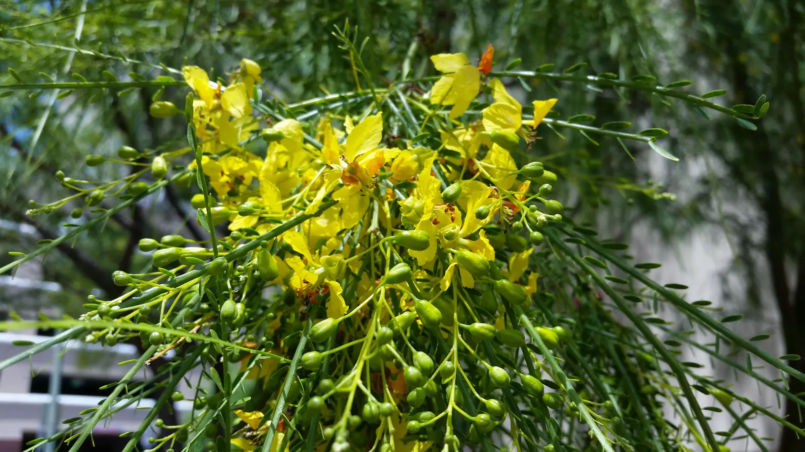 Mexican Palo Verde (Parkinsonia Aculeata) — a visually striking and drought-tolerant specimen; throughout summer months, P, image 81