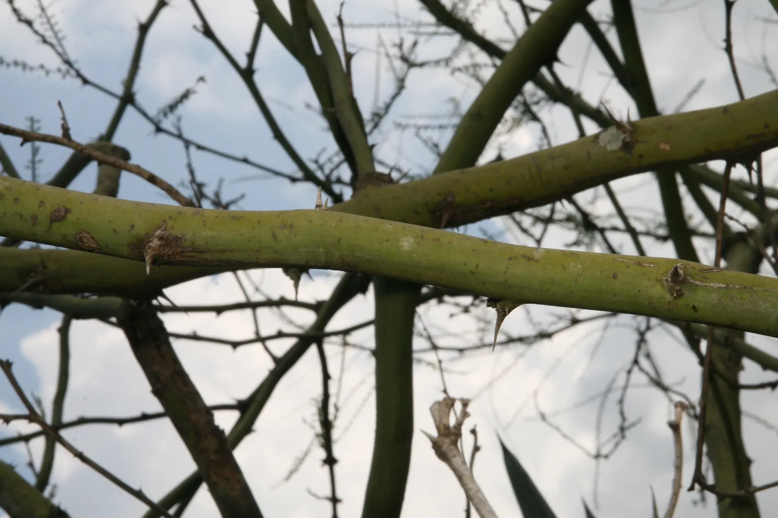Mexican Palo Verde (Parkinsonia Aculeata) — spreading crown of feathery leaves - each leaf extending up to 12 inches in length; a visually striking, image 62