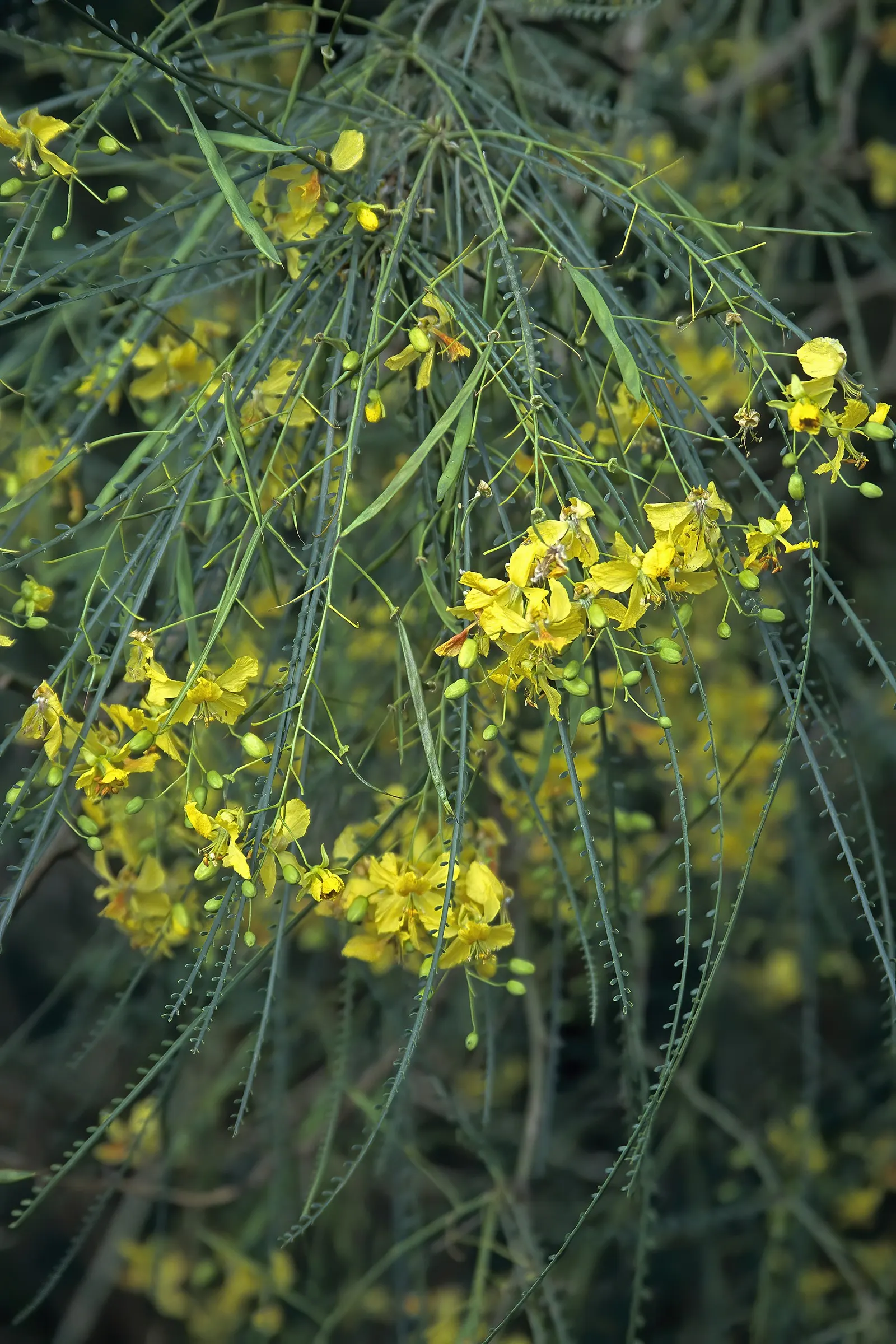 Mexican Palo Verde (Parkinsonia Aculeata) — the Mexican Palo Verde prefers full sun exposures and requires well-drained soils to prevent root rot, image 67