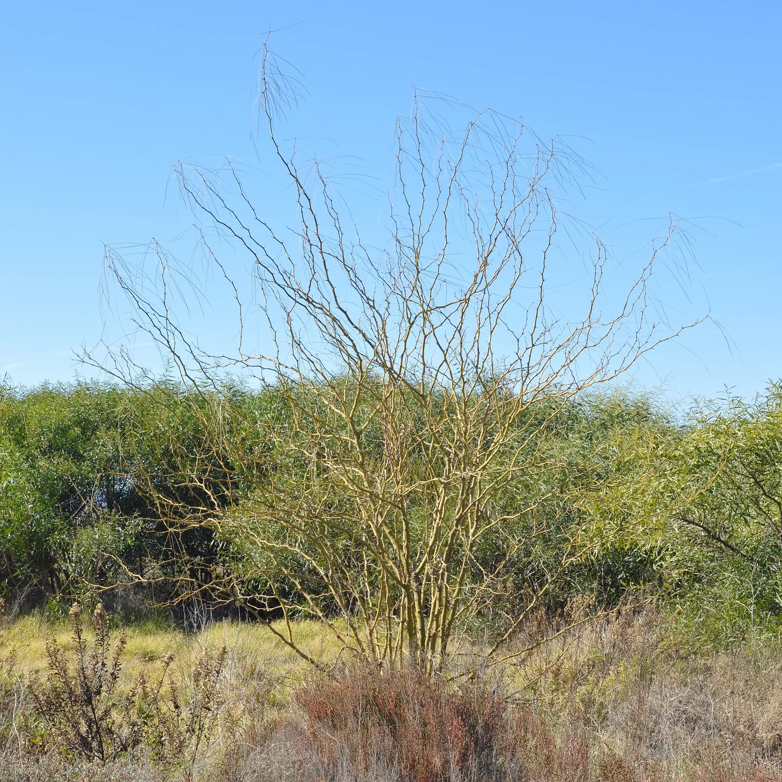 Mexican Palo Verde (Parkinsonia Aculeata) — is a notable choice for any water-wise garden seeking an infusion of delicate beauty and resilience, image 57