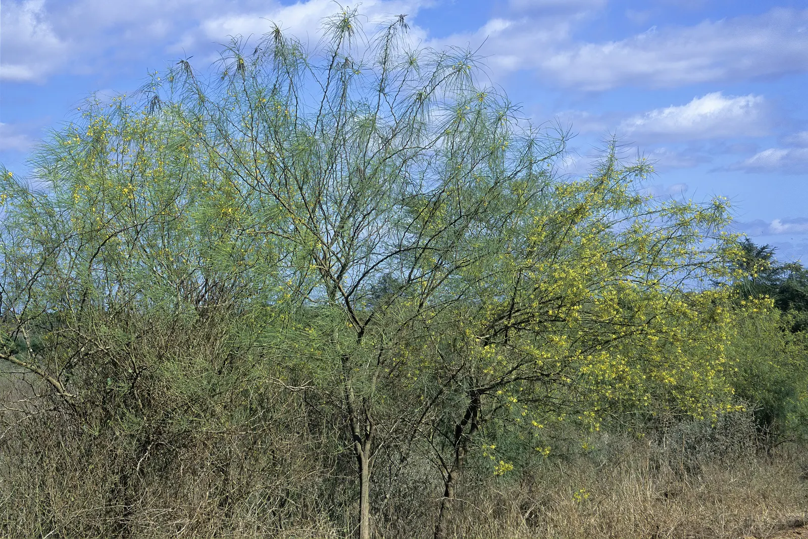 Mexican Palo Verde (Parkinsonia Aculeata) — This deciduous tree originates from the deserts of the southwestern United States and Mexico, image 58