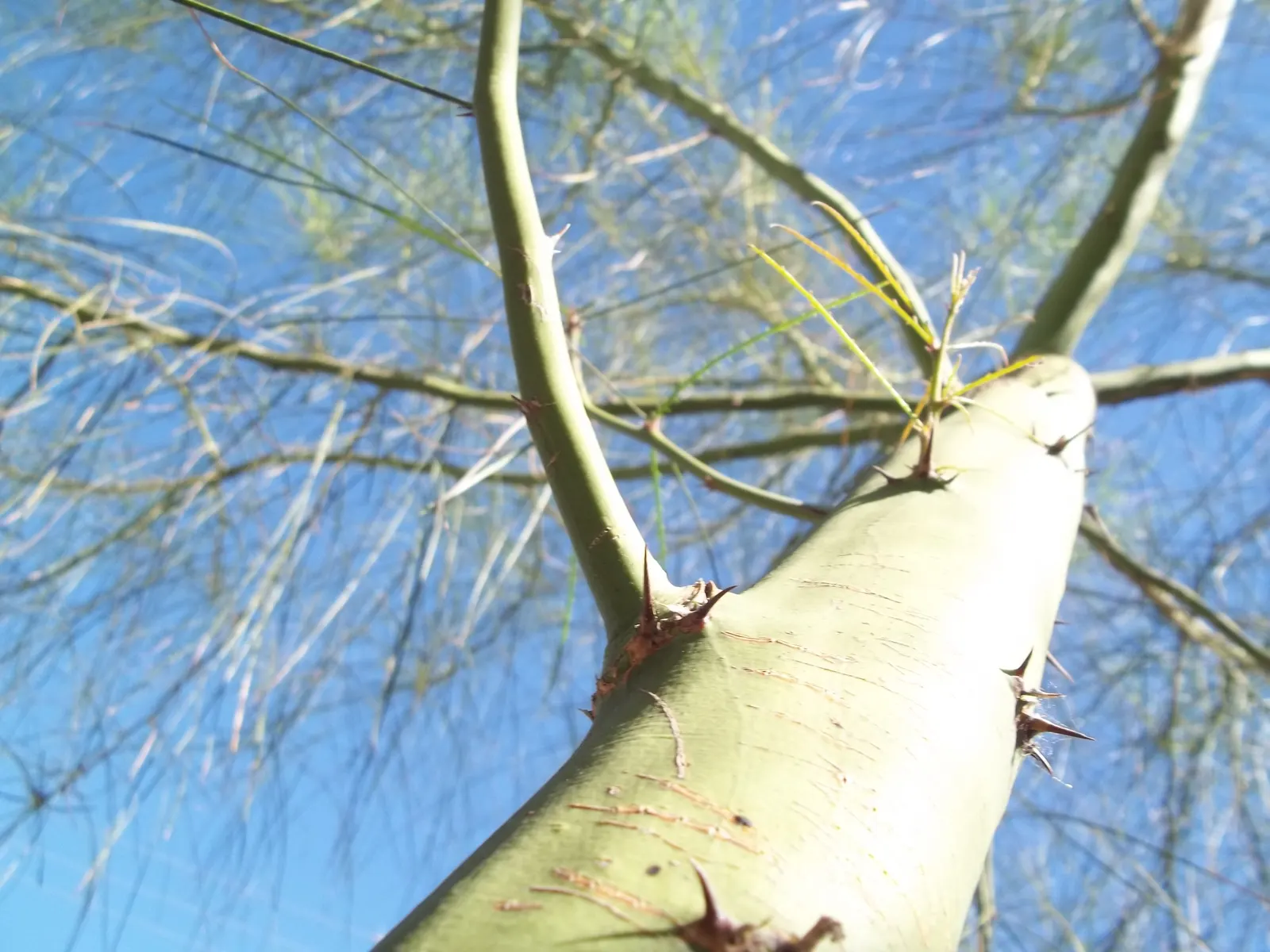 Mexican Palo Verde (Parkinsonia Aculeata) — the Palo Verde asserts an open; tree with yellow blooms