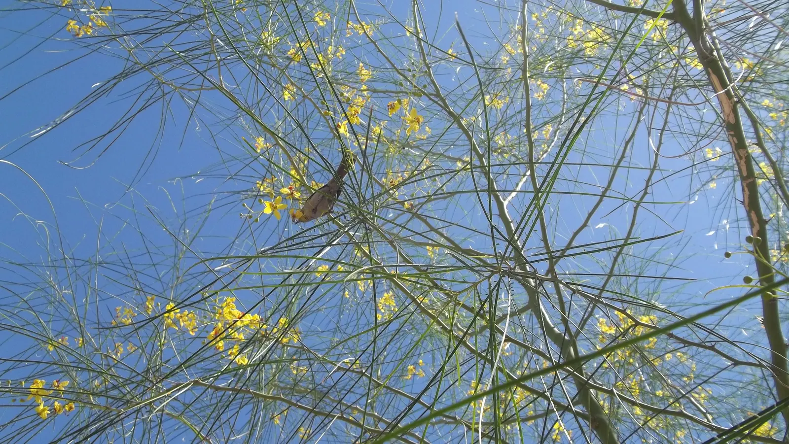Mexican Palo Verde (Parkinsonia Aculeata) — aculeata produces bright yellow flowers which attract pollinators before giving way to long
