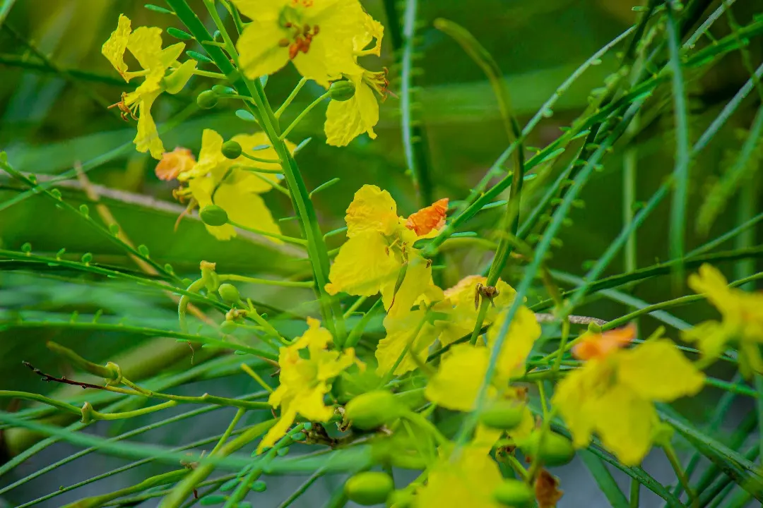 Mexican Palo Verde (Parkinsonia Aculeata) — provided there is sufficient space to accommodate its mature size; is a deciduous tree known for its, image 72