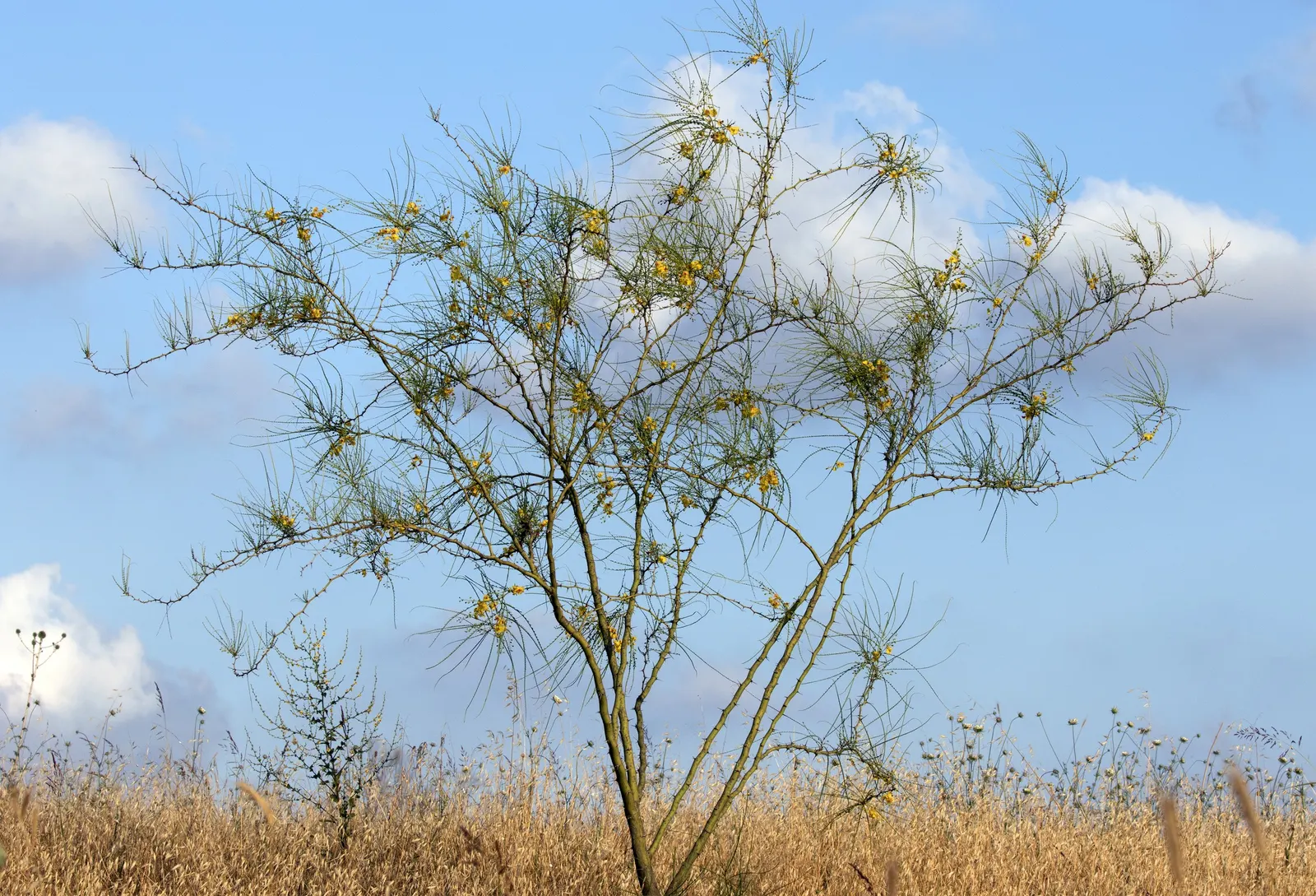 Mexican Palo Verde (Parkinsonia Aculeata) — It's a low-maintenance choice with a moderate growth rate and needs little supplemental water or pruning; mexican