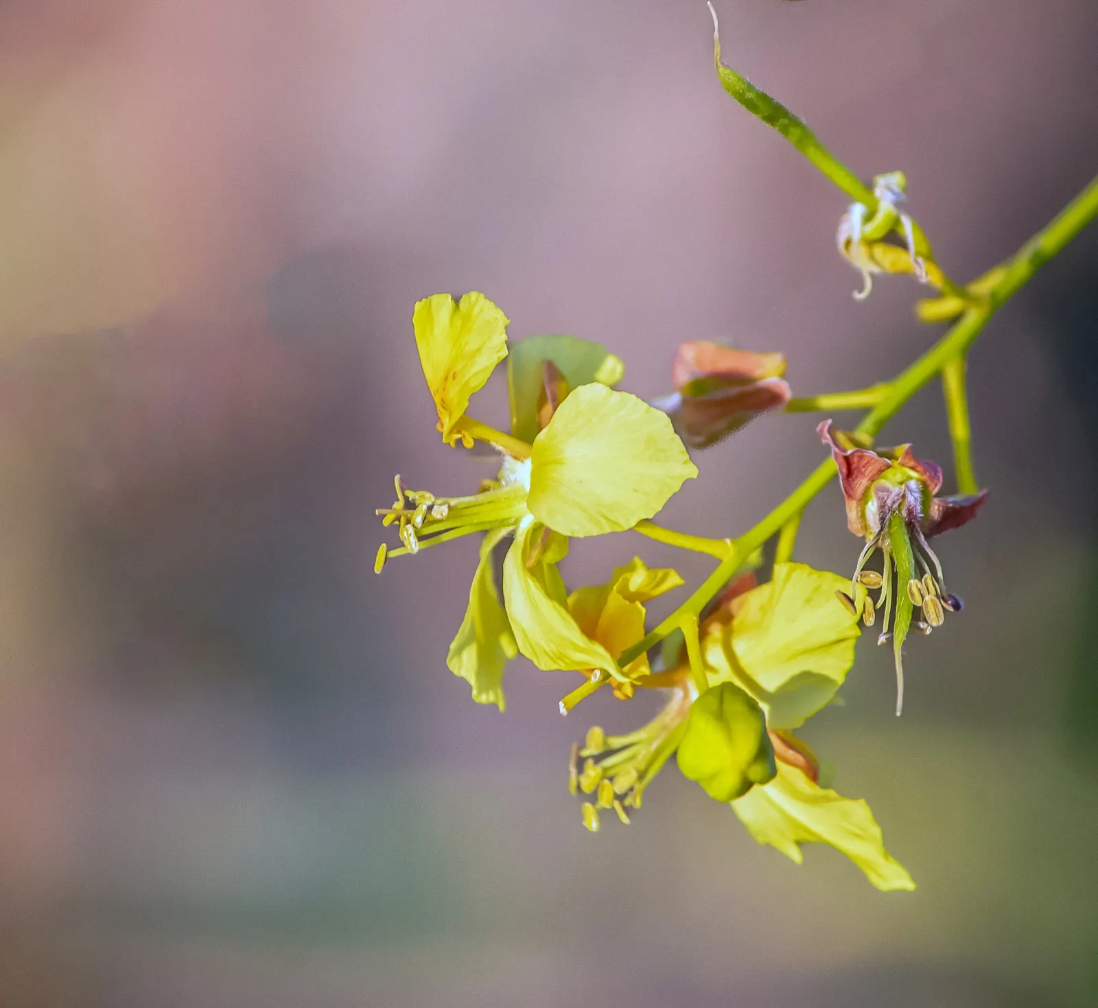 Mexican Palo Verde (Parkinsonia Aculeata) — Typically maturing to 20-30 feet high and wide, its spiny branches bear small, bright yellow flowers
