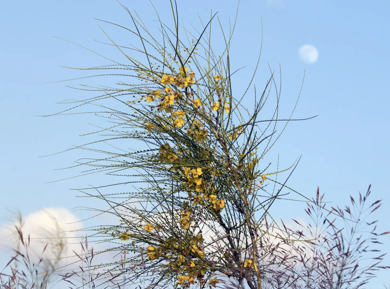Mexican Palo Verde (Parkinsonia Aculeata) — Its minimal leaf litter and drought tolerance make it ideal for xeriscaping and low-maintenance landscapes; tree