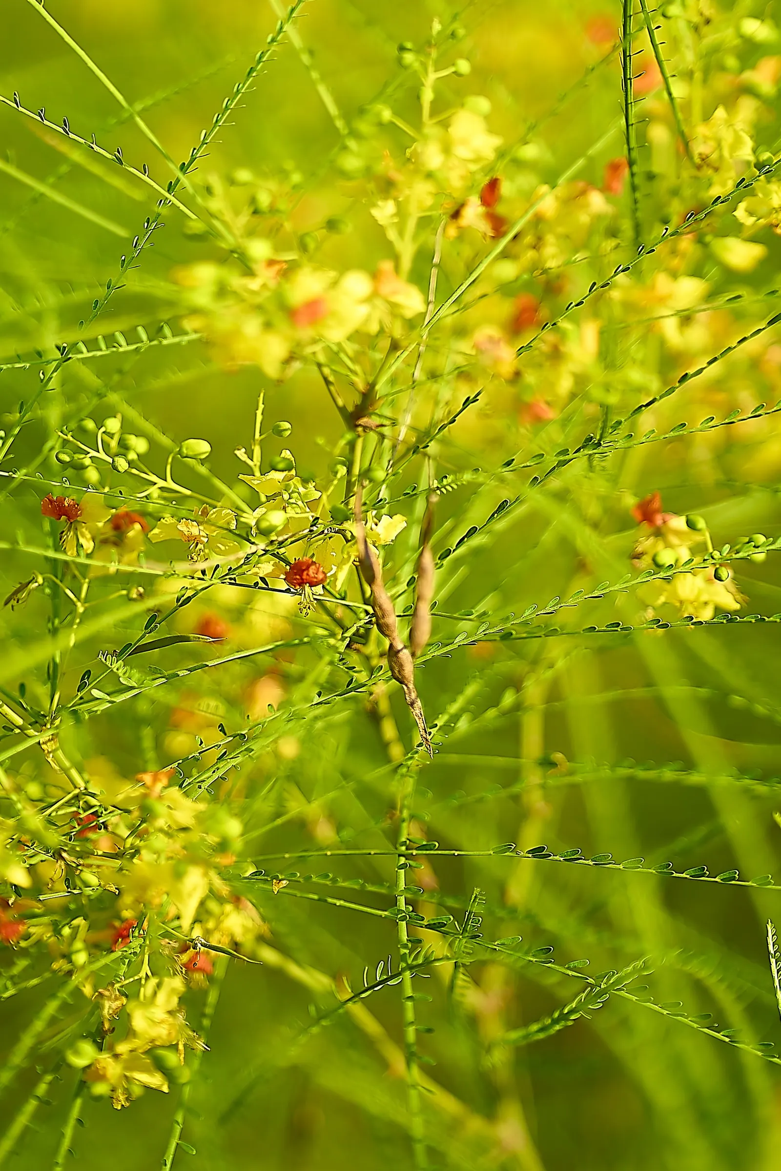 Mexican Palo Verde (Parkinsonia Aculeata) — a visually striking and drought-tolerant specimen; throughout summer months, P