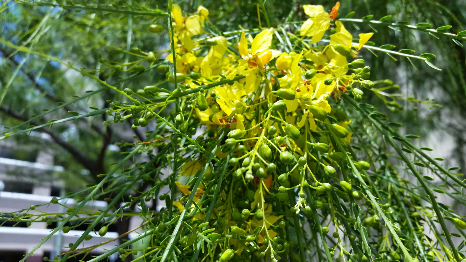 Mexican Palo Verde (Parkinsonia Aculeata) — It's a low-maintenance choice with a moderate growth rate and needs little supplemental water or, image 69