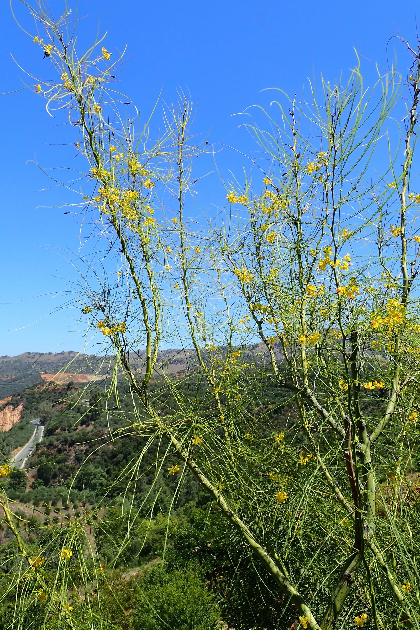 Mexican Palo Verde (Parkinsonia Aculeata) — is a deciduous tree known for its airy canopy and vibrant green bark; its minimal leaf litter and, image 76