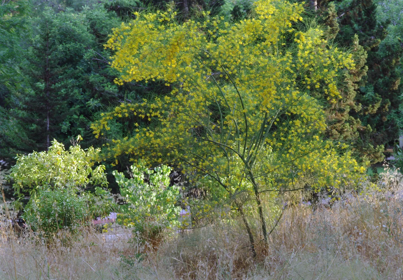 Mexican Palo Verde (Parkinsonia Aculeata) — is a deciduous tree known for its airy canopy and vibrant green bark; its minimal leaf litter and drought tolerance