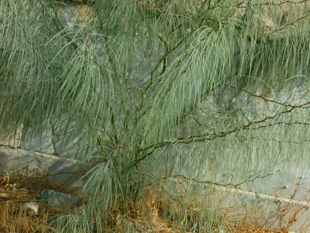 Mexican Palo Verde (Parkinsonia Aculeata) — Throughout summer months, P; it provides a distinctive silhouette