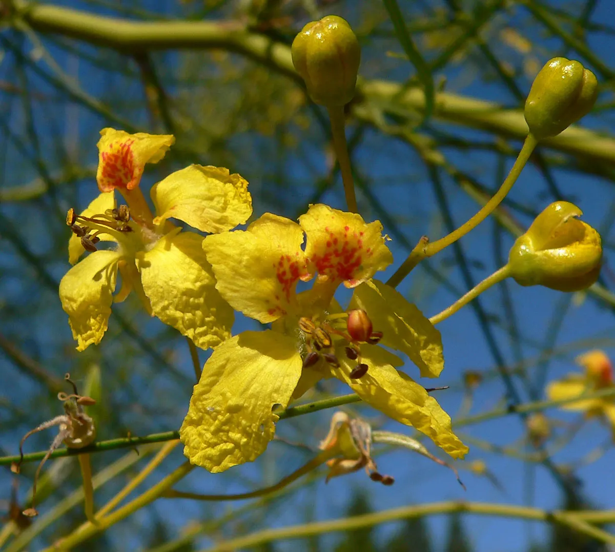 Mexican Palo Verde (Parkinsonia Aculeata) — and is renowned for its unique green bark and fine