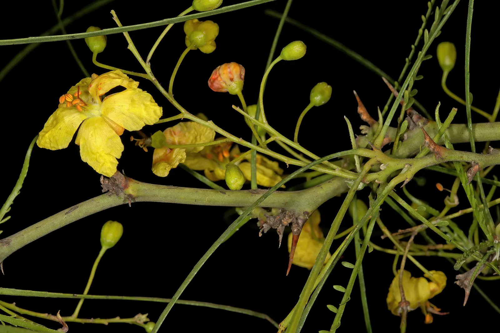 Mexican Palo Verde (Parkinsonia Aculeata) — Typically maturing to 20-30 feet high and wide, its spiny branches bear small, bright yellow flowers; the Palo