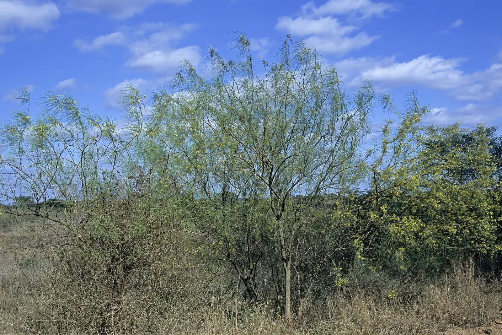 Mexican Palo Verde (Parkinsonia Aculeata) — it provides a distinctive silhouette; spreading crown of feathery leaves - each leaf extending up to 12, image 70